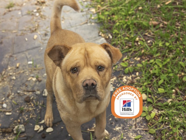 Shelter Stray Male Dog last seen SHAW BUTTE 15TH AV TRAIL, 5501 E Van Buren St, Phoenix, AZ 85008, USA