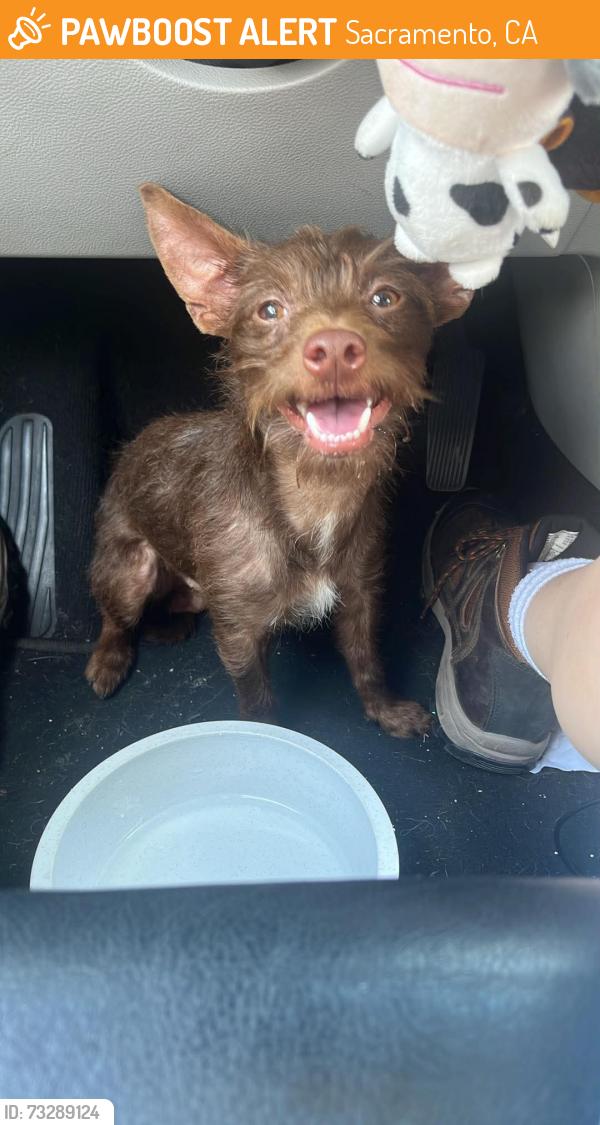 Found/Stray Male Dog last seen Csl plasma parking lot at 1895 Howe ave, Sacramento, CA 95825
