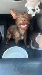 Found/Stray Male Dog last seen Csl plasma parking lot at 1895 Howe ave, Sacramento, CA 95825