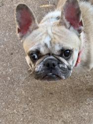 Reunited Female Dog last seen 15th, Edmond, OK 73025