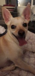 Reunited Male Dog last seen Lincoln and River, Corona, CA 92878