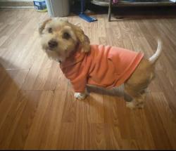 Lost Male Dog last seen farnsworth st, Indianapolis, IN 46241