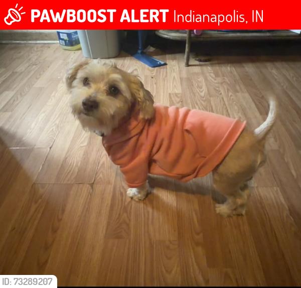 Lost Male Dog last seen farnsworth st, Indianapolis, IN 46241