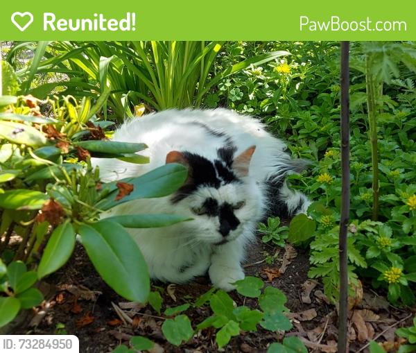 Reunited Female Cat last seen Arnold Street and Birch Ave, Kitchener, ON N2H 4W6