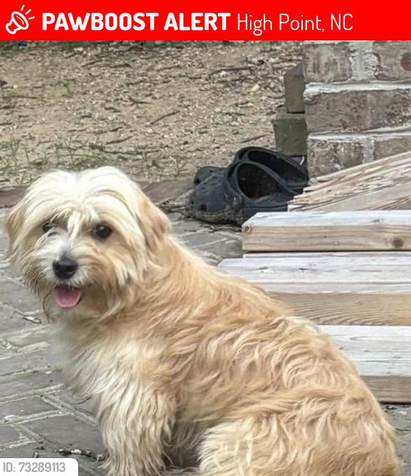 Lost Male Dog last seen Near woodridge ln high point nc, High Point, NC 27262