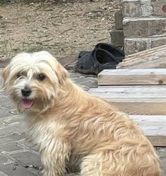 Lost Male Dog last seen Near woodridge ln high point nc, High Point, NC 27262