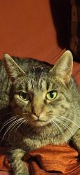 Lost Female Cat last seen Sheridan, Kenosha, WI 53142