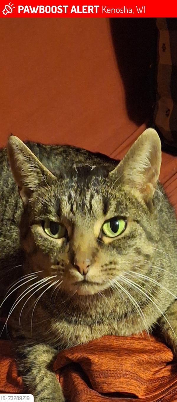 Lost Female Cat last seen Sheridan, Kenosha, WI 53142