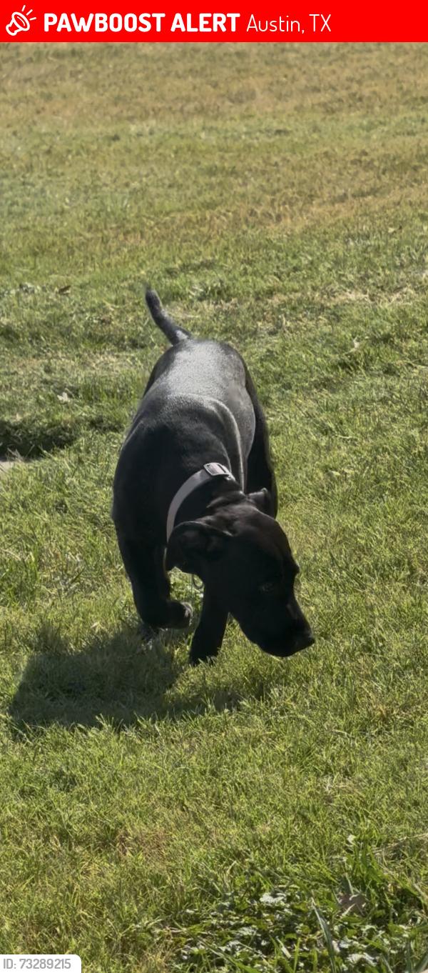 Lost Female Dog last seen Near walnut rige, Austin, TX 78753