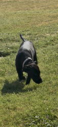 Lost Female Dog last seen Near walnut rige, Austin, TX 78753