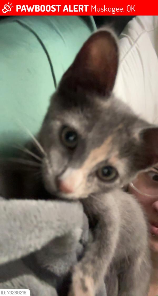 Lost Female Cat last seen Hayes St Muskogee,OK, Muskogee, OK 74403
