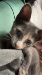 Lost Female Cat last seen Hayes St Muskogee,OK, Muskogee, OK 74403