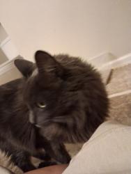 Found/Stray Female Cat last seen Tobaggan Hill and Deer Creek, Monument, CO 80132