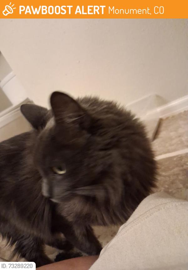 Found/Stray Female Cat last seen Tobaggan Hill and Deer Creek, Monument, CO 80132