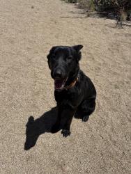 Reunited Female Dog last seen Eubank and Indian school, Albuquerque, NM 87112