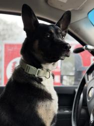 Reunited Female Dog last seen N Circle Dr. & E Van Buren St., Colorado Springs, CO 80909