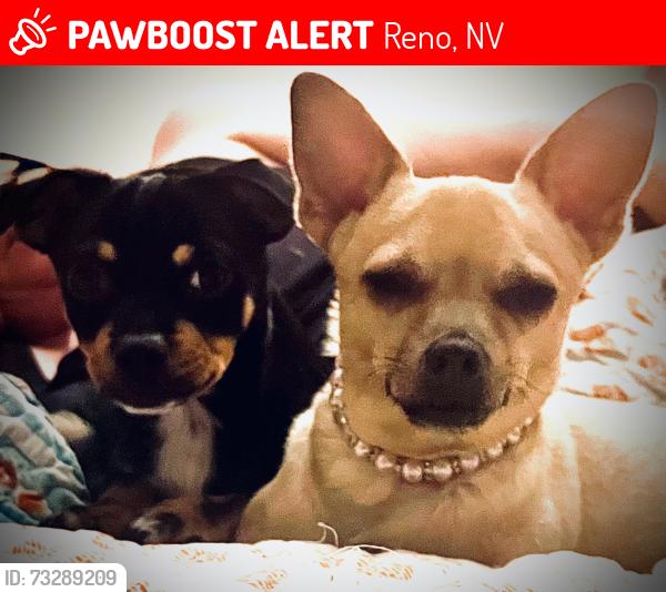 Lost Female Dog last seen Stead blvd and Silver Lake, Reno, NV 89506