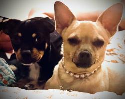 Lost Female Dog last seen Stead blvd and Silver Lake, Reno, NV 89506