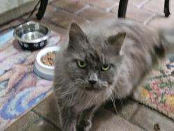 Found/Stray Unknown Cat last seen Highland Glen subdivision, Jacksonville, FL 32224