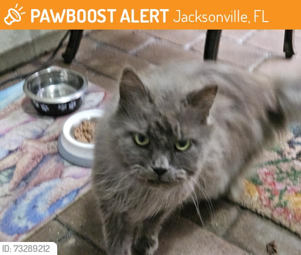 Found/Stray Unknown Cat last seen Highland Glen subdivision, Jacksonville, FL 32224