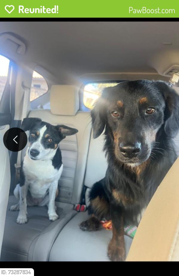 Reunited Unknown Dog last seen Val Vista Lakes, Gilbert, AZ 85234, USA, Gilbert, AZ 85234