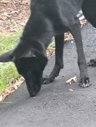Found/Stray Female Dog last seen sauls and Pagan, Wake County, NC 27603