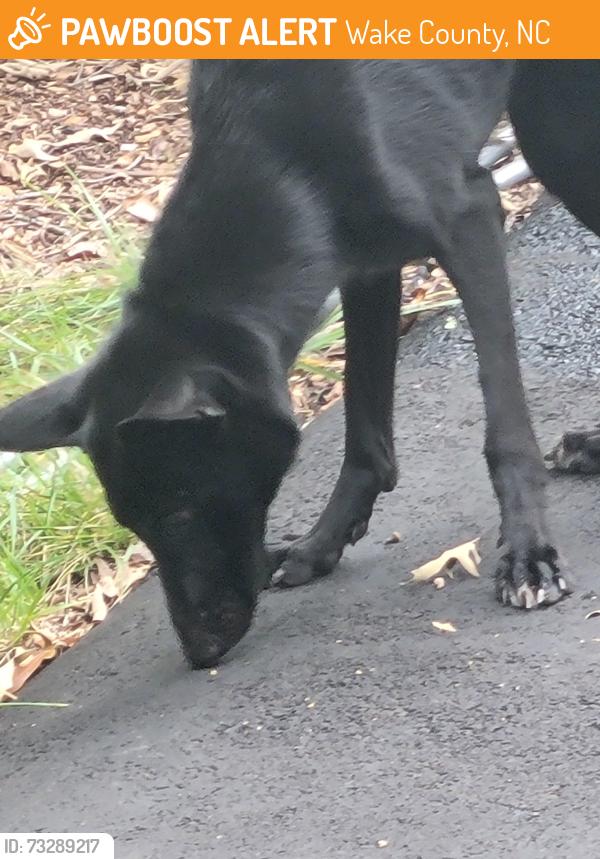 Found/Stray Female Dog last seen sauls and Pagan, Wake County, NC 27603