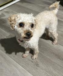 Reunited Male Dog last seen By Super Target, Broadview, IL 60155