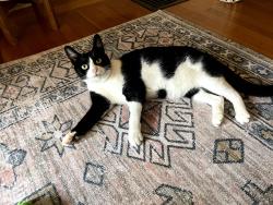 Lost Female Cat last seen Monterey Blvd. between Gennessee and Ridgewood, San Francisco, CA 94127