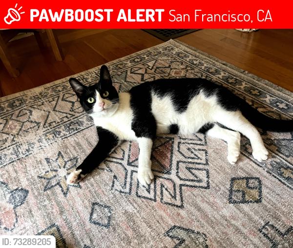Lost Female Cat last seen Monterey Blvd. between Gennessee and Ridgewood, San Francisco, CA 94127
