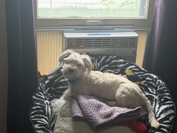 Lost Male Dog last seen Mars hill, Indianapolis, IN 46241