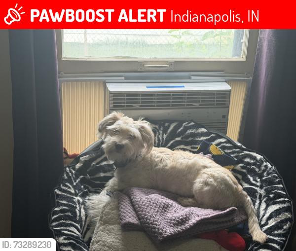 Lost Male Dog last seen Mars hill, Indianapolis, IN 46241