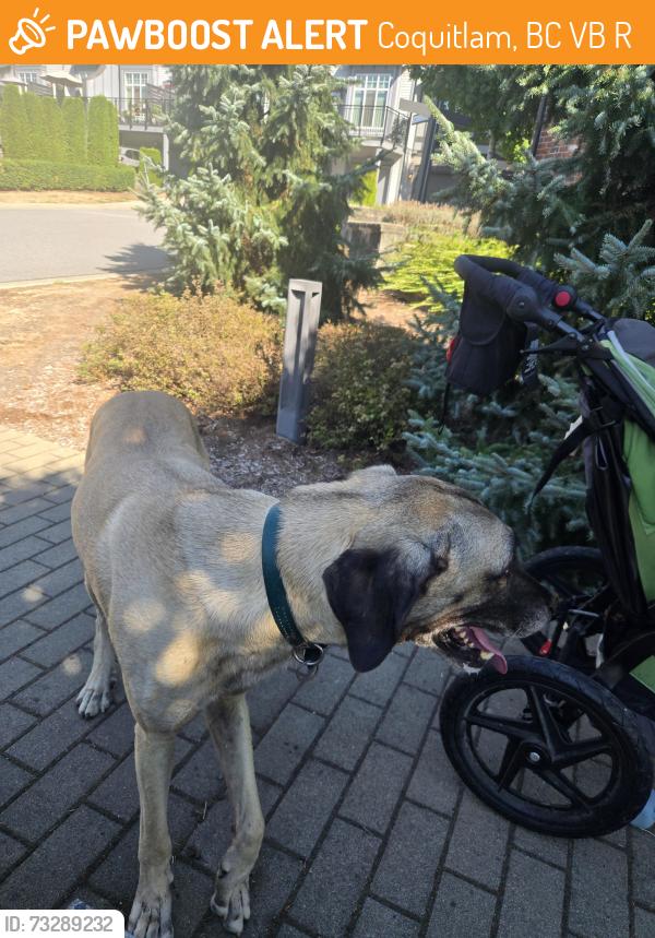 Surrendered Unknown Dog last seen Rocklin and victoria, Coquitlam, BC V3B 0R6