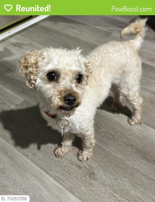 Reunited Male Dog last seen By Super Target, Broadview, IL 60155