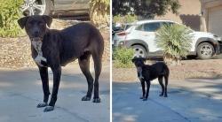 Found/Stray Female Dog last seen West Arizona Ave, Maricopa, AZ 85138
