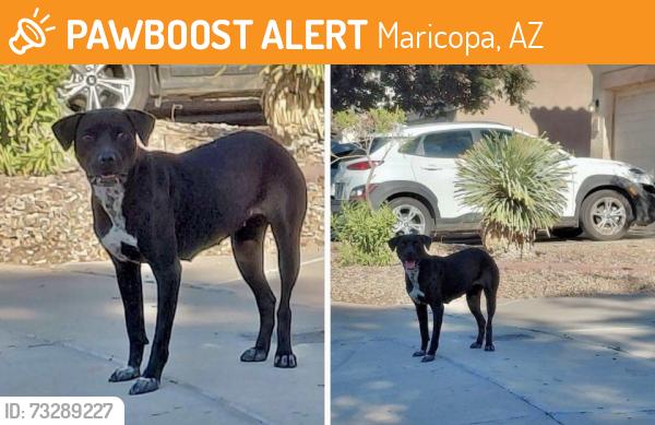 Found/Stray Female Dog last seen West Arizona Ave, Maricopa, AZ 85138
