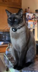 Lost Male Cat last seen Lilac Road, Valley Center, CA 92082