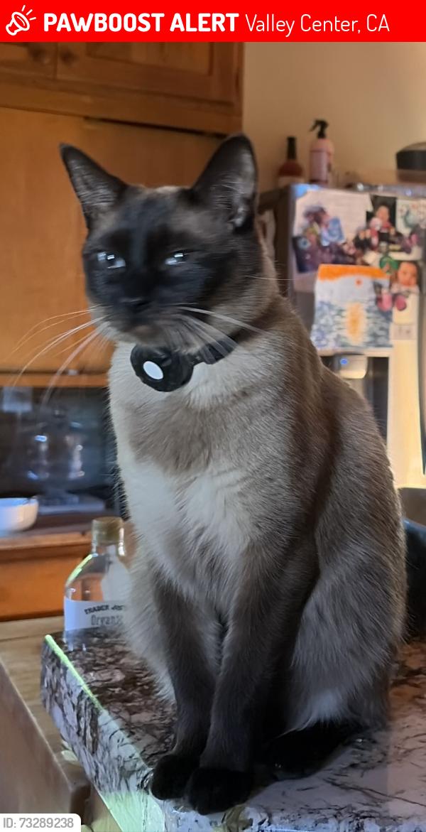 Lost Male Cat last seen Lilac Road, Valley Center, CA 92082