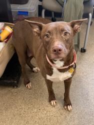 Shelter Stray Female Dog last seen Near E 135, 4th District, OH, 9203 Detroit Ave, Cleveland, OH 44102, USA