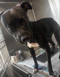 Shelter Stray Female Dog last seen Near Brookcrest Circle Decatur, 30032, 30032, GA, 3280 Chamblee Dunwoody Rd, Chamblee, GA 30341, USA