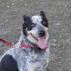 Shelter Stray Male Dog last seen Near Nez Perce Trce, City of Austin, TX, 124 W Anderson Ln., Austin, TX 78752, USA