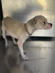 Shelter Stray Male Dog last seen Near MAY ST, South District, TX, 355 Hillshire Dr, Haslet, TX 76052, USA