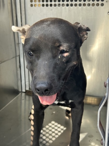 Shelter Stray Female Dog last seen Near MAY ST, South District, TX, 355 Hillshire Dr, Haslet, TX 76052, USA