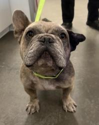 Shelter Stray Male Dog last seen E Goodfellow Ave & S Macdonough Ave, Sanger Zone Fresno CO 4 93657, CA, 1510 W Dan Ronquillo Dr, Fresno, CA 93706, USA