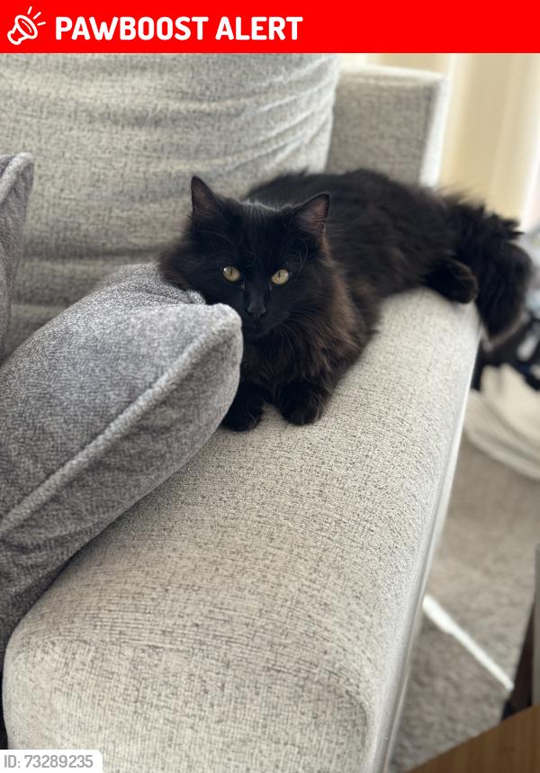 Lost Male Cat last seen North Gate & Struthers, Colorado Springs, CO 80920