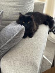 Lost Male Cat last seen North Gate & Struthers, Colorado Springs, CO 80920