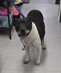 Shelter Stray Female Dog last seen High ridge- FH, FOREST HILL, TX, 3961 Bluebell Dr, Everman, TX 76140, USA