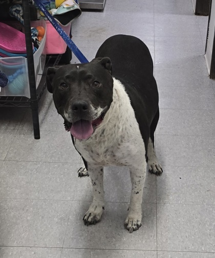 Shelter Stray Female Dog last seen High ridge- FH, FOREST HILL, TX, 3961 Bluebell Dr, Everman, TX 76140, USA