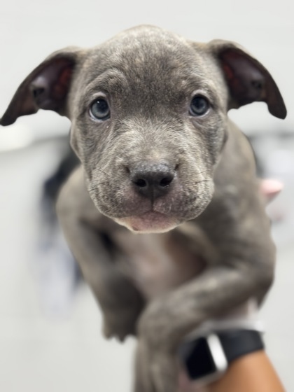 Shelter Stray Female Dog last seen Near W Cross st, 21230, MD, 2490 Giles Rd, Baltimore, MD 21225, USA