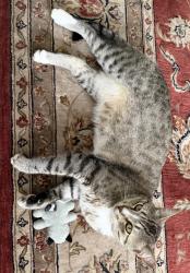 Reunited Male Cat last seen Blackburn and union Square Road near 272, Nottingham, PA 19362